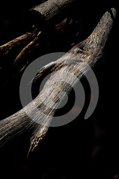 TREE TRUNK, TREE, TRUNK, TEXTURE, BARK, ROOTS, FOREST, DARK, STEM