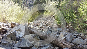 Tree Trunk and Trees in Blockfield