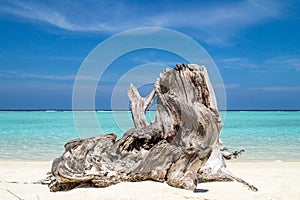 Tree Trunk On tropical Beach