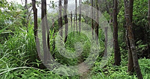 Tree trunk in tropical forest