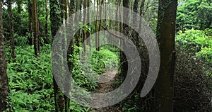 Tree trunk in tropical forest