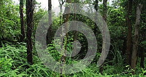 Tree trunk in tropical forest