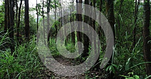 Tree trunk in tropical forest