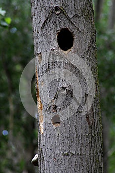 Tree trunk with two hollows