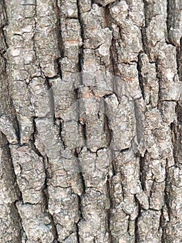 Tree trunk up close with texture and detail and as a background and backdrop