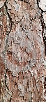 Tree trunk up close. tree portrait