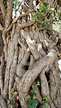 Tree Trunk vines