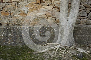 Tree trunk and a wall of rocks as background