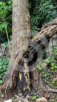a tree trunk that was burned by a lightning strike until it split