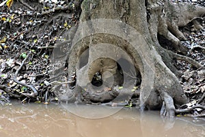 Tree trunk at water`s edge