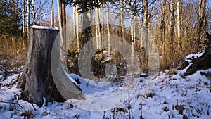 Tree trunk in the winter in high Tatras