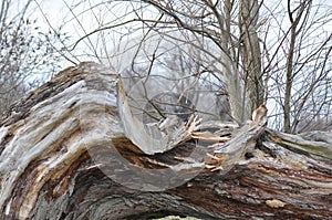 Broken Old Tree thrunk