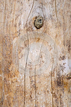 Tree trunk. Wood texture