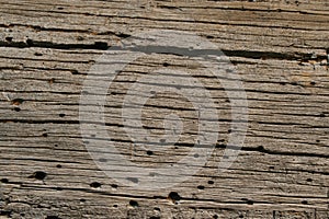 Tree trunk wood worm