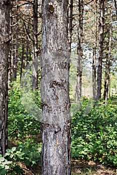 Tree Trunk In The Woods. For Copy Space, Arrows ,Signs, Signposts