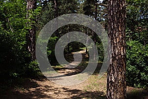 Tree Trunk In The Woods. For Copy Space, Arrows ,Signs, Signposts