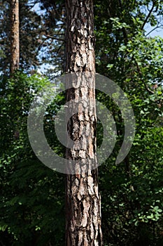Tree Trunk In The Forest. For Copy Space, Arrows ,Signs, Signposts and Directions