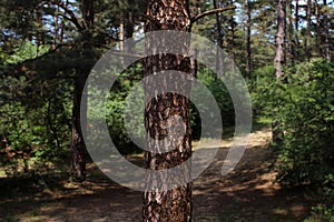 Tree Trunk In The Woods. For Copy Space, Arrows ,Signs, Signposts