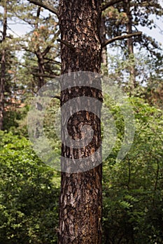 Tree Trunk In The Woods. For Copy Space, Arrows ,Signs, Signposts