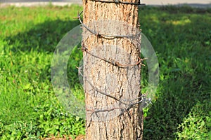 Tree trunk, wrapped in barbed wire