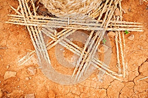 Tree trunk wrapped with rope