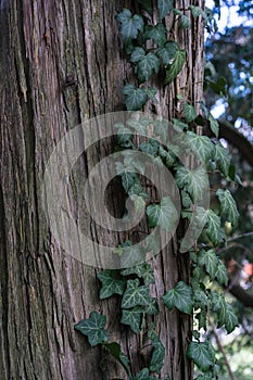 Tree trunk of Yellow Cypress tree, Chamaecyparis nootkatensis from north america