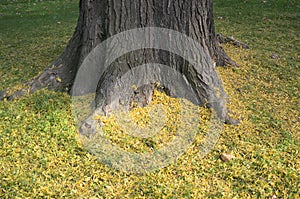 Tree trunk with yellow grass