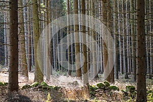 Tree trunks in backlight