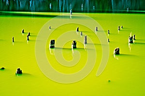 Tree trunks in beautiful green lake.