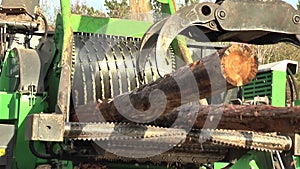 Tree trunks being unloaded from a trailer and then shredded by an industrial machine