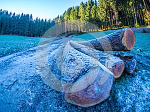 Tree trunks in the Black Forest