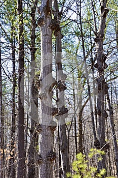 Tree trunks covered in Bacterial Crown Galls (Agrobacterium radiobacter) along Hickling Recreational Trail