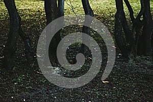 Tree trunks in dark woods, forest and nature