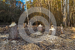 Tree trunks destroyed by beavers, trees gnawed by beavers in the forest
