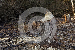 Tree trunks destroyed by beavers, trees gnawed by beavers in the forest