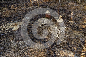 Tree trunks destroyed by beavers, trees gnawed by beavers in the forest