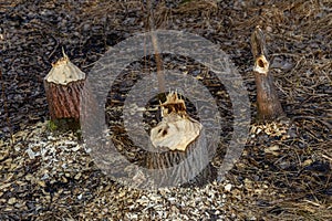 Tree trunks destroyed by beavers, trees gnawed by beavers in the forest
