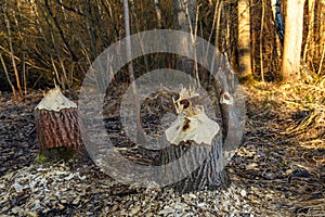 Tree trunks destroyed by beavers, trees gnawed by beavers in the forest