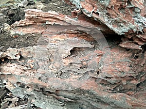 Tree trunks eaten by termites photo