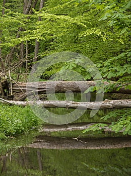 Tree trunks fallen over water stream