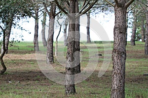 Tree trunks photo