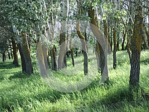 Tree trunks foliage grass shine shadow june