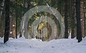 tree trunks in the forest and snow