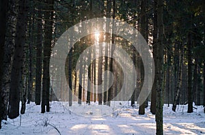 tree trunks in the forest and the sun at the end of winter