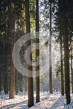 tree trunks in the forest and the sun at the end of winter