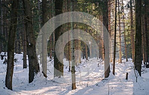 tree trunks in the forest and the sun at the end of winter