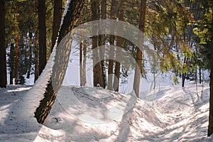 tree trunks in the forest and the sun at the end of winter