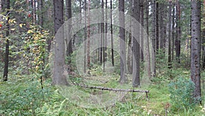 Tree trunks and green grass in the summer forest