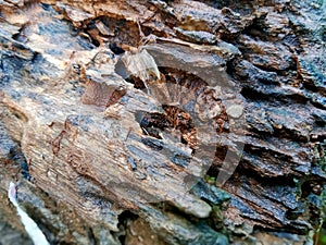 tree trunks that have begun to corrode eaten by termites