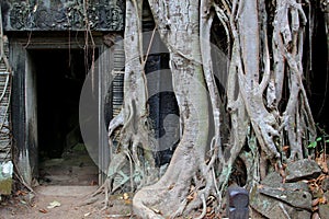 Tree trunks jungle ancient Ta Prohm Angkor temple, Cambodia